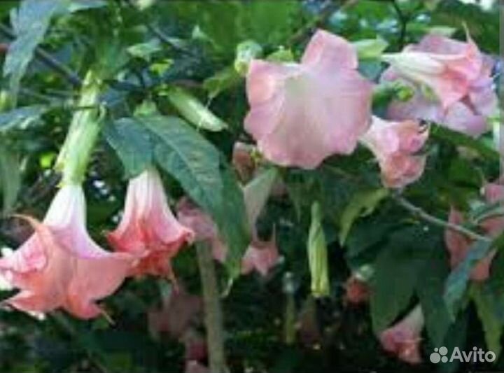 Бругмансия