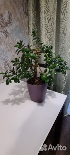 Красула толстянка денежное дерево