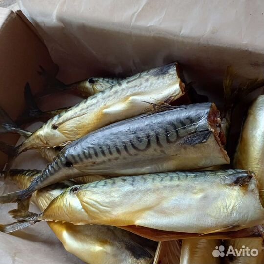 Рыба скумбрия х/к