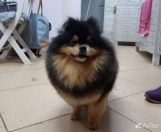 Померанский шпиц (вязка)