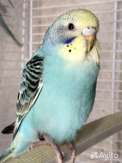 Волнистый попугайчик, самочки