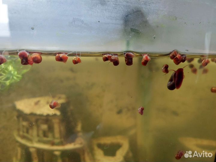 Улитки аквариумные катушки