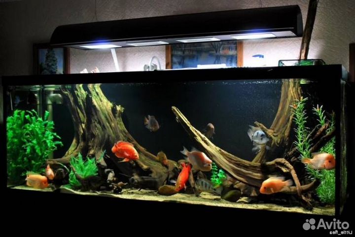 Обслуживание аквариумов, запуск аквариумов