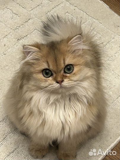 Британская кошка длинношерстная