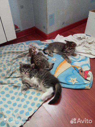 Котята ждут своих хозяев. Дата рождения 24 мая