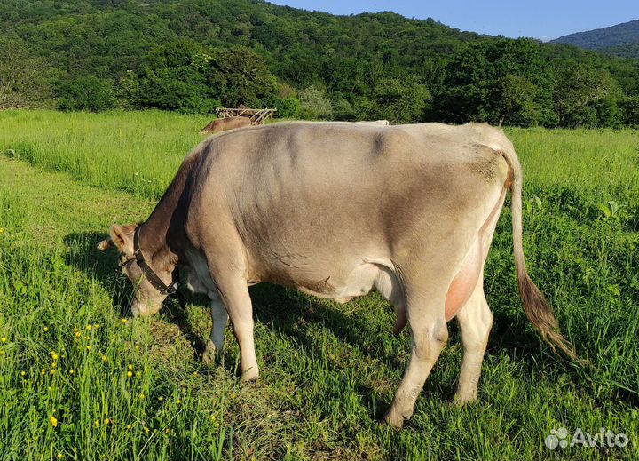 Корова дойная