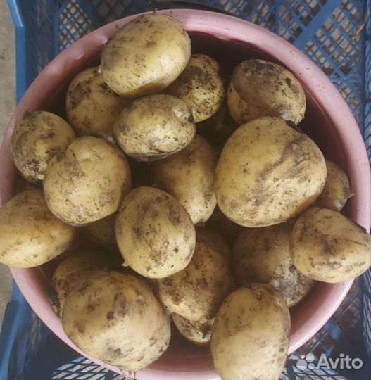 Картофель молодой сорт Коломбо
