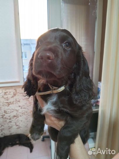 Собаки щенки