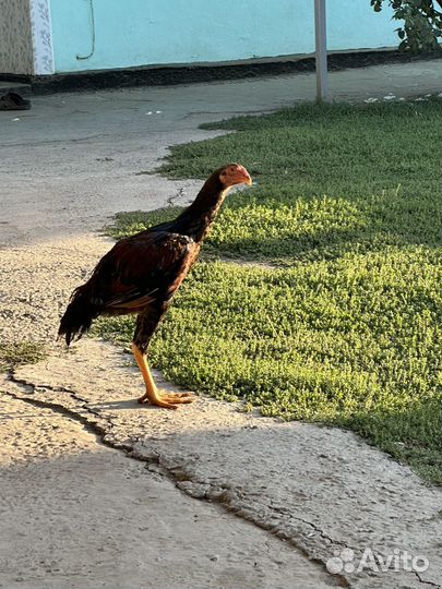 Бойцовые петухи