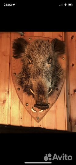 Чучело головы кабана