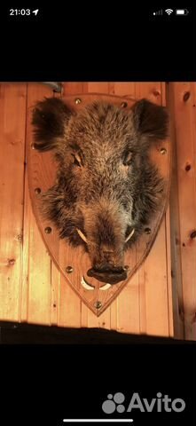 Чучело головы кабана