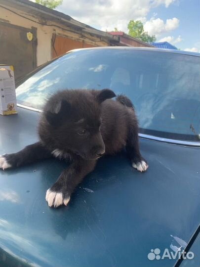 Щенок в добрые руки