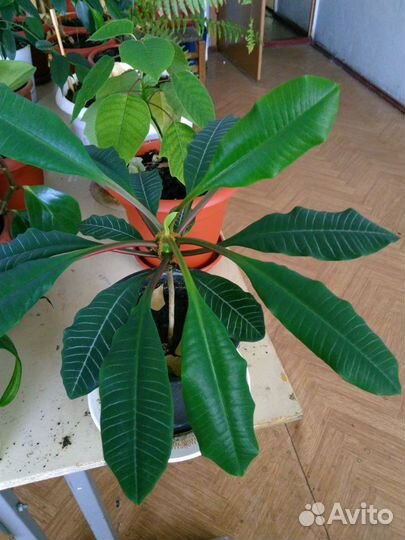 Цветы комнатные