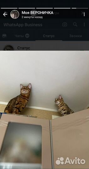 Бенгальские котята