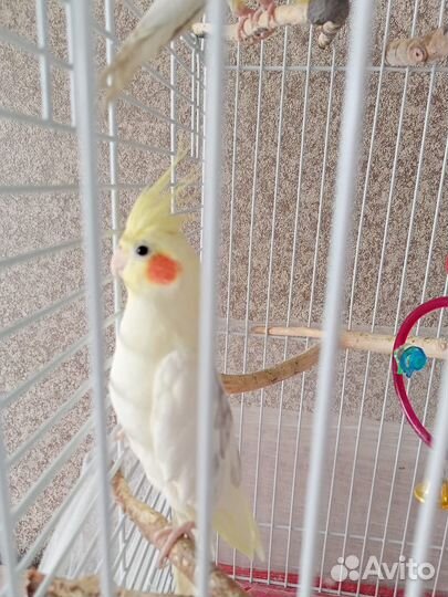 Попугаи корелла с клеткой