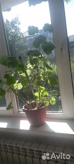 Герань пеларгония