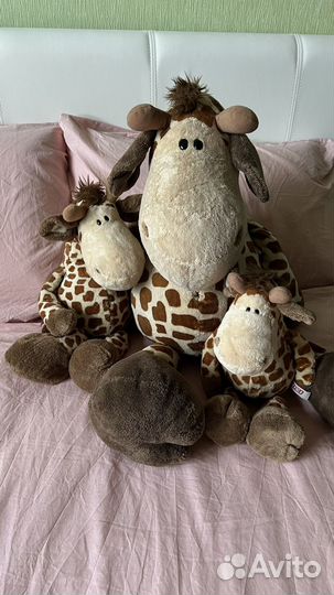 Семья жирафикоа