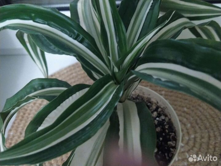 Драцена душистая
