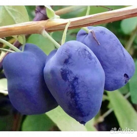 Саженцы жимолости канадской