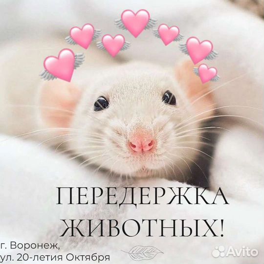 Передержка животных