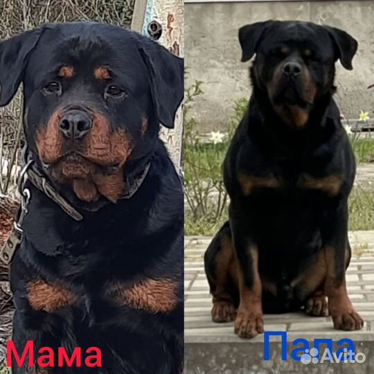 Щенки ротвейлера