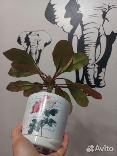 Молочай пальмочка