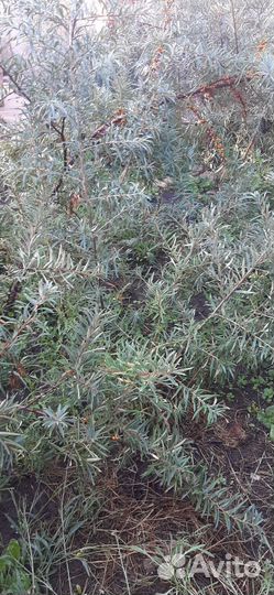 Саженцы облепихи девочки и мальчики