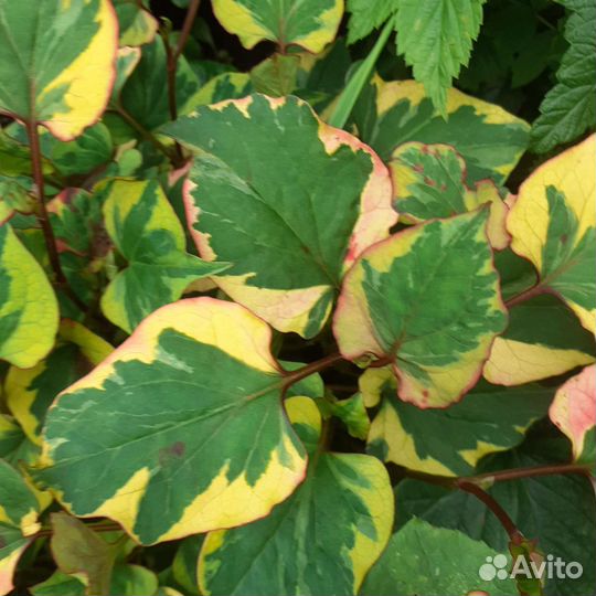 Цветы для сада