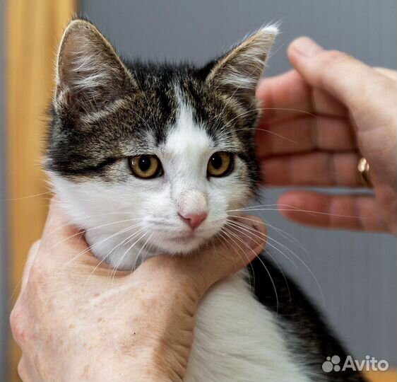 Котенок Жорж