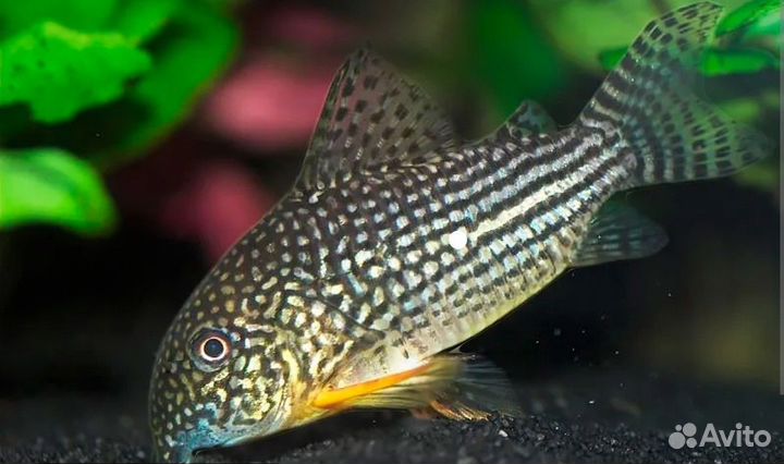 Коридорам Штерба