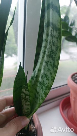 Сансевиерия Зейланека, замиокалькус