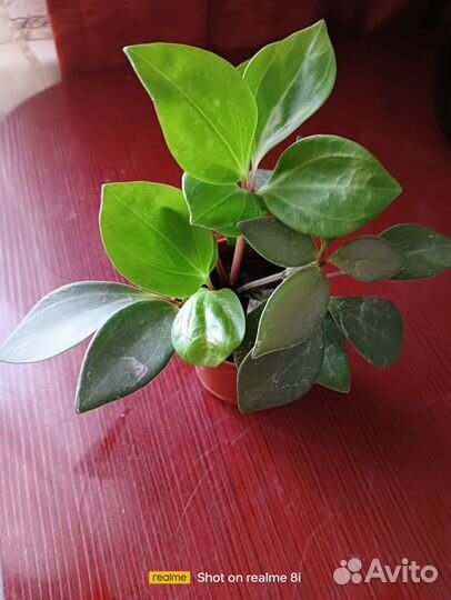 Пеперомия перескиелистная