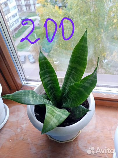 Сансевиерия