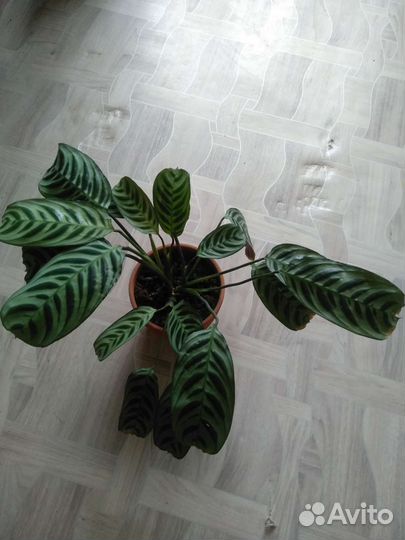 Ктенанта Бурле Маркса