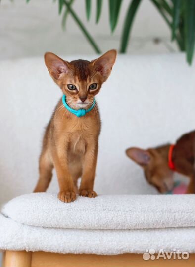 Абиссинский котёнок