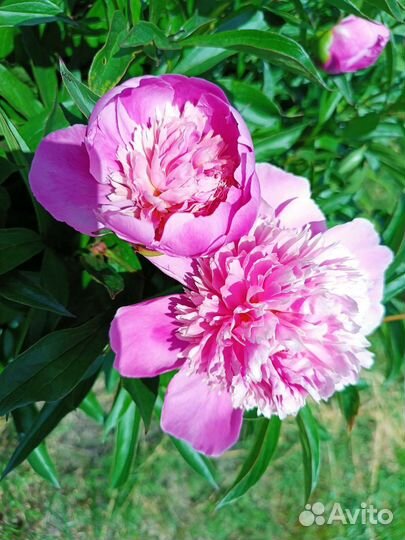 Многолетние садовые цветы