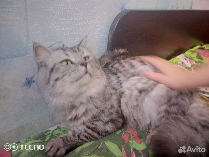 Сибирский кот