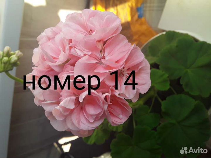 Пеларгония герань