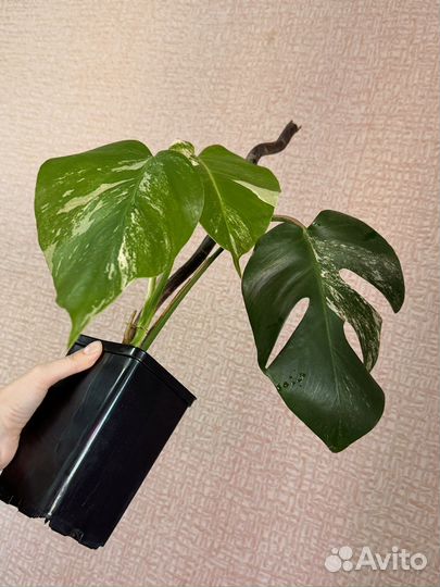 Монстера Альба