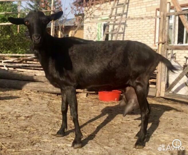 Козы дойные молочные. Козлята. Продажа