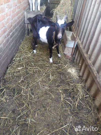 Коза дойная