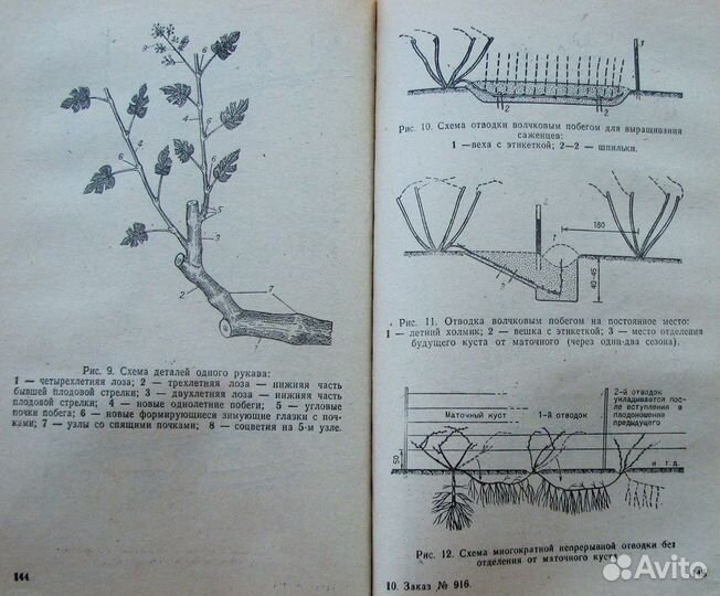 Темный М.М. Виноградник на садовом участке