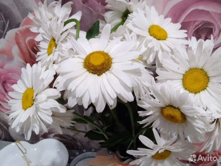 Рассада многолетних цветов