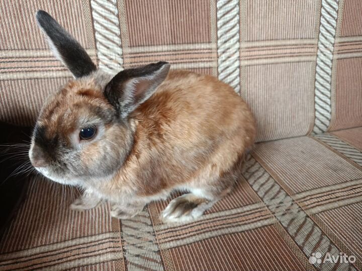 Декоративный кролик с клеткой