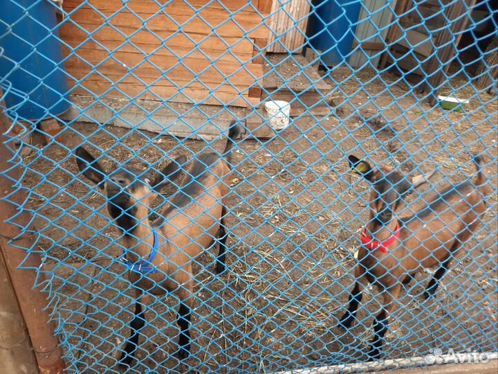 Козочка чешская