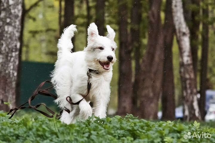 Шикарный пёс Бест ищет дом