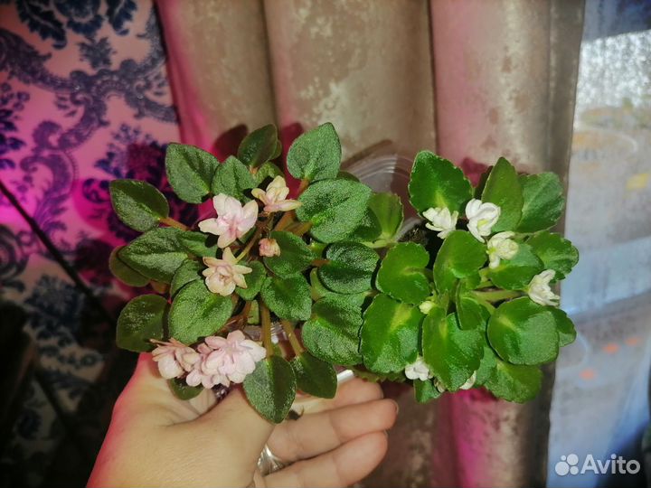 Фиалки мини