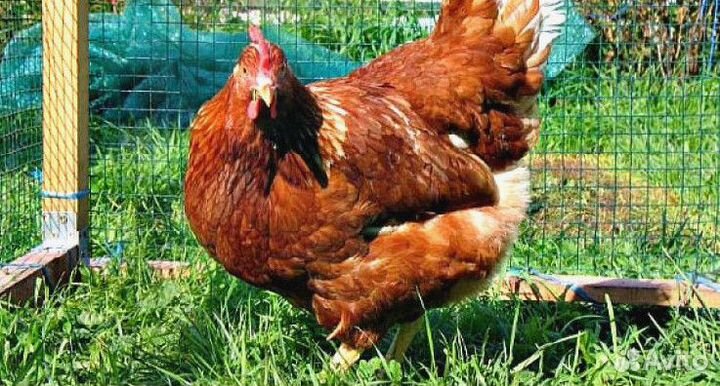 Кура несушка