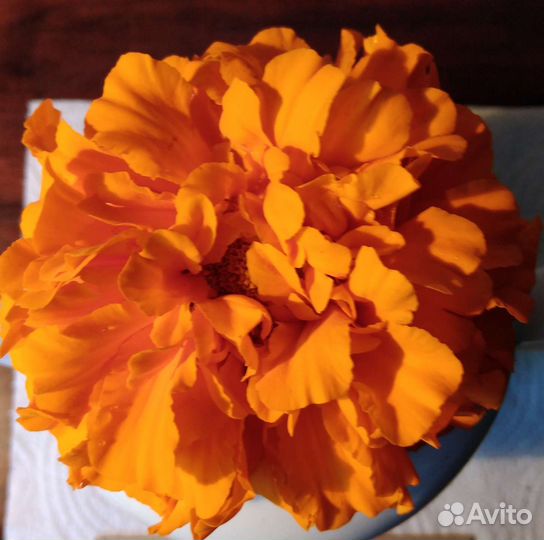 Бархатцы семена