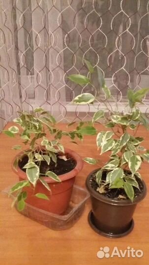 Фикус.Фикус беджамина драценна